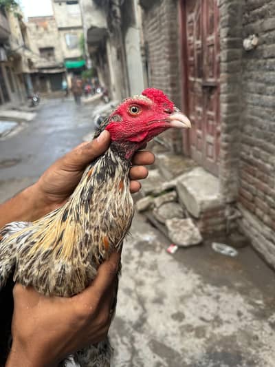 aseel patha
