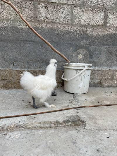 silkie for sale
