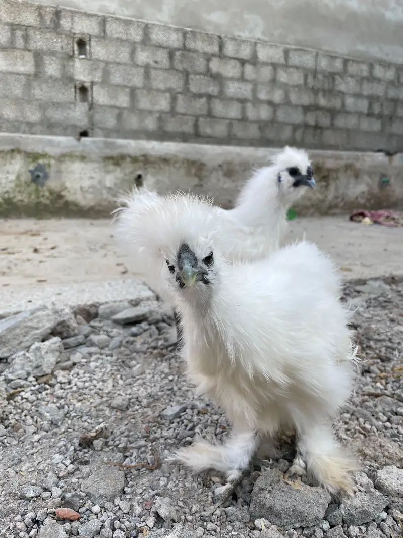 silkie for sale — photo 2