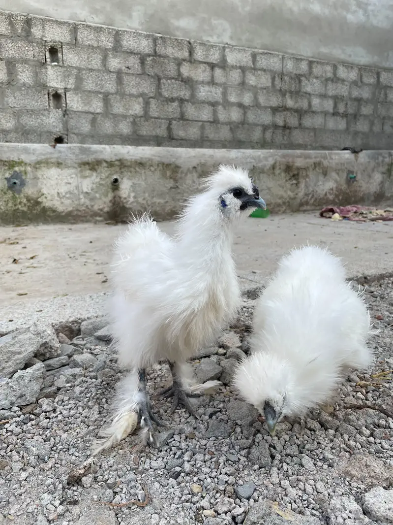 silkie for sale — photo 3
