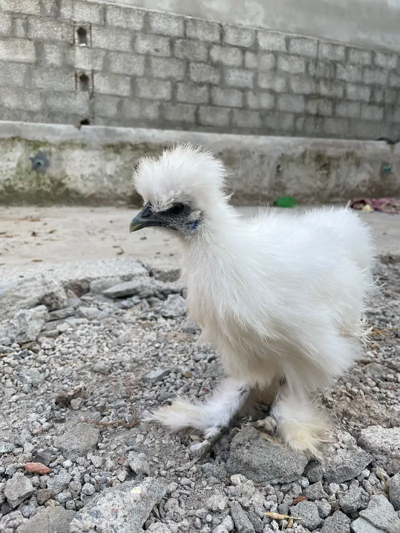 silkie for sale — photo 4