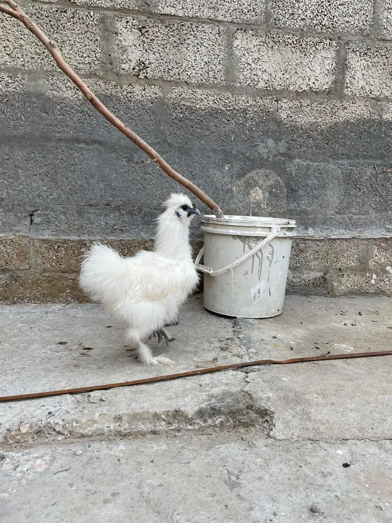 silkie for sale — photo 5