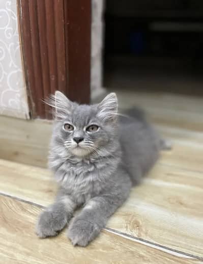 Persian kittens (2 grey white) (1 ginger+brown+black)