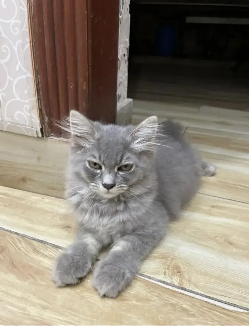 Persian kittens (2 grey white) (1 ginger+brown+black) — photo 2