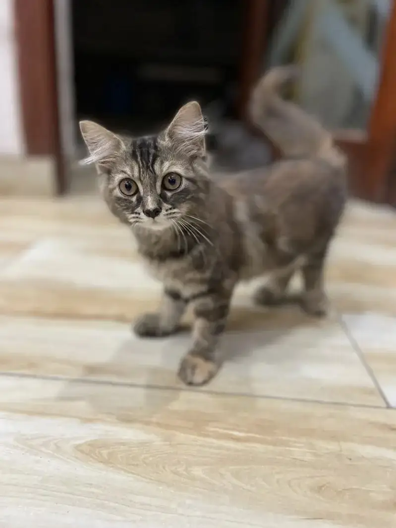 Persian kittens (2 grey white) (1 ginger+brown+black) — photo 3