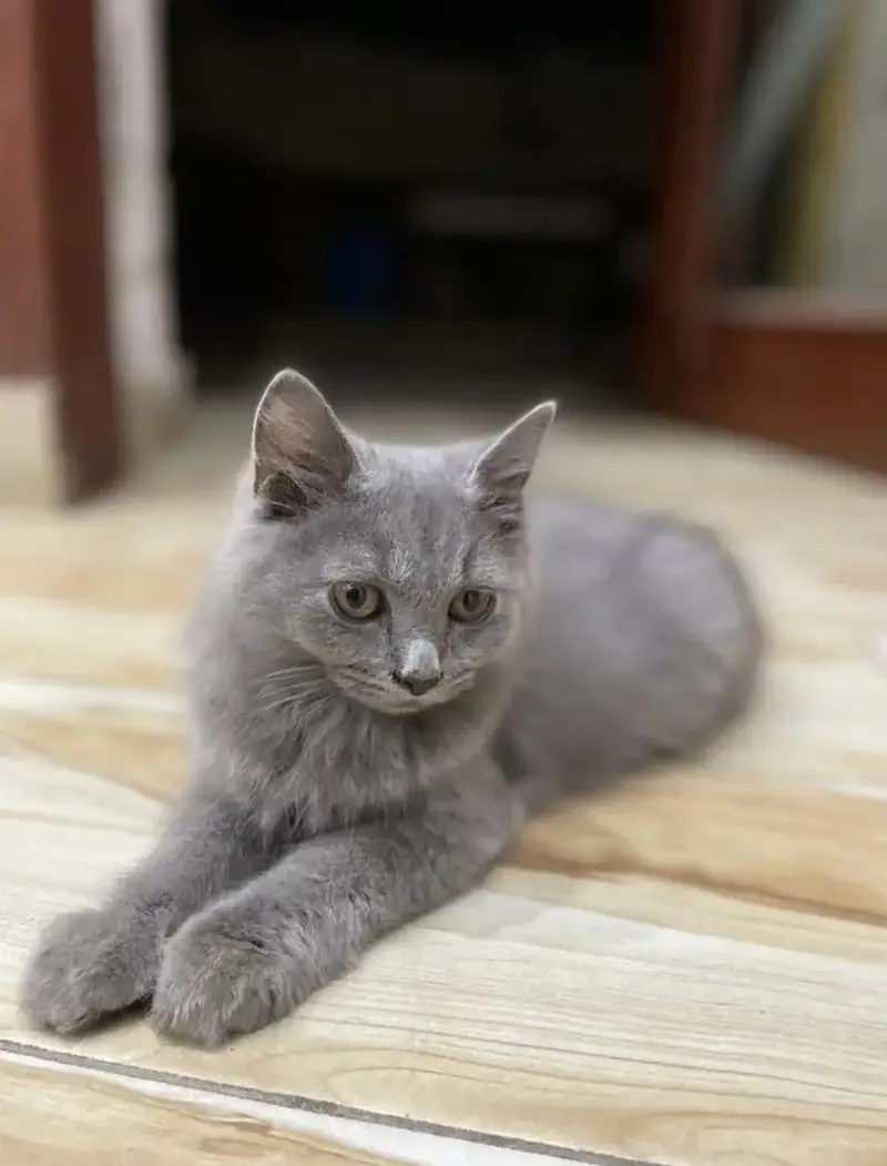 Persian kittens (2 grey white) (1 ginger+brown+black) — photo 4