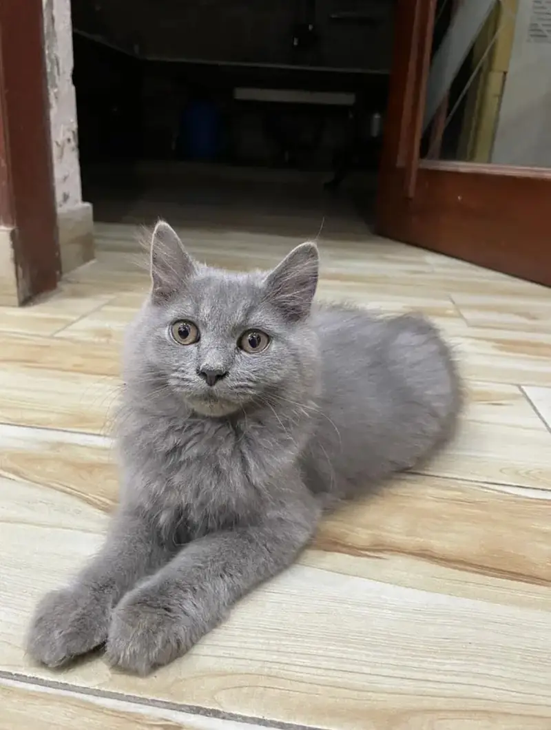Persian kittens (2 grey white) (1 ginger+brown+black) — photo 5