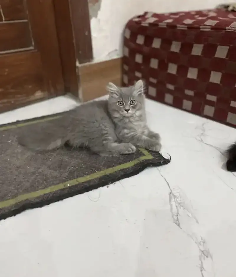 Persian kittens (2 grey white) (1 ginger+brown+black) — photo 6