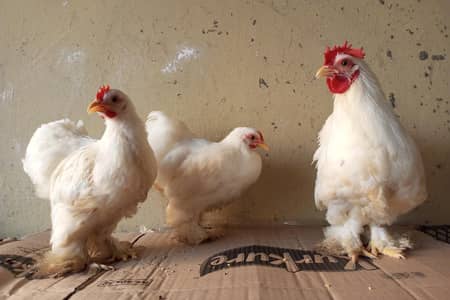 White Bantam Cochin trio | Polish, Silkie, Golden Sebright ( 1 piece)