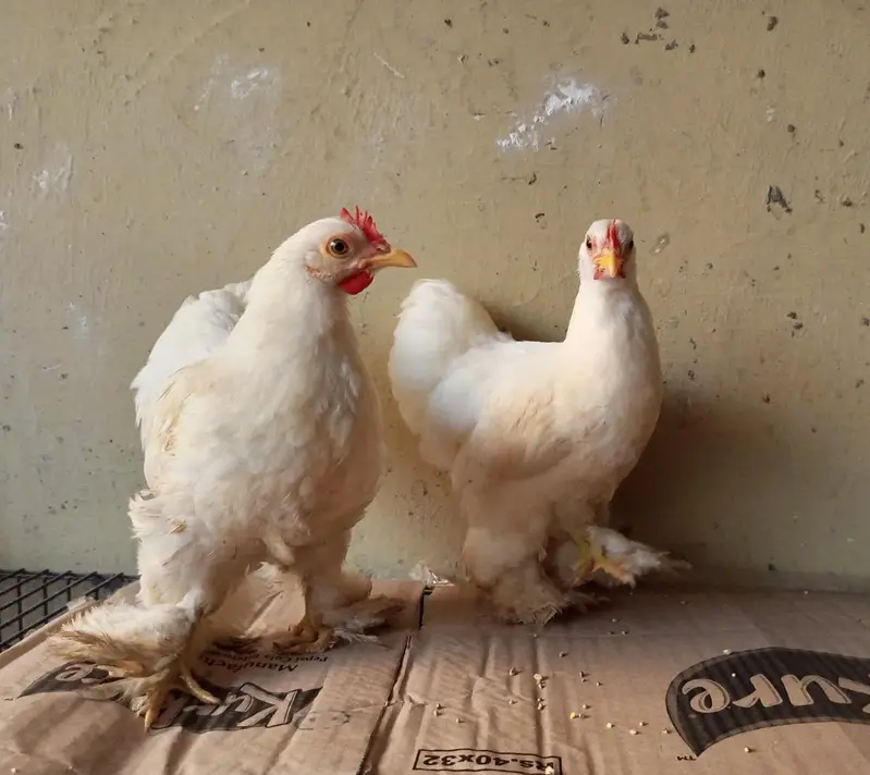 White Bantam Cochin trio | Polish, Silkie, Golden Sebright ( 1 piece) — photo 2