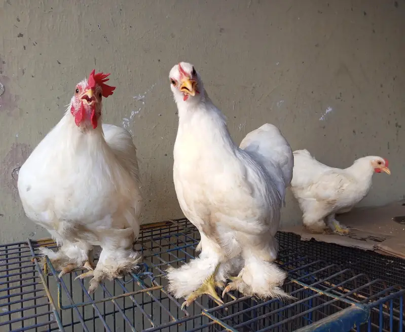White Bantam Cochin trio | Polish, Silkie, Golden Sebright ( 1 piece) — photo 3