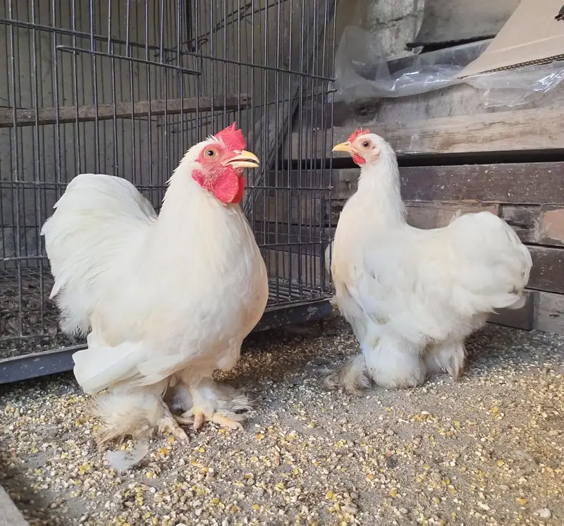 White Bantam Cochin trio | Polish, Silkie, Golden Sebright ( 1 piece) — photo 4