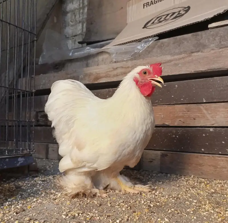 White Bantam Cochin trio | Polish, Silkie, Golden Sebright ( 1 piece) — photo 5
