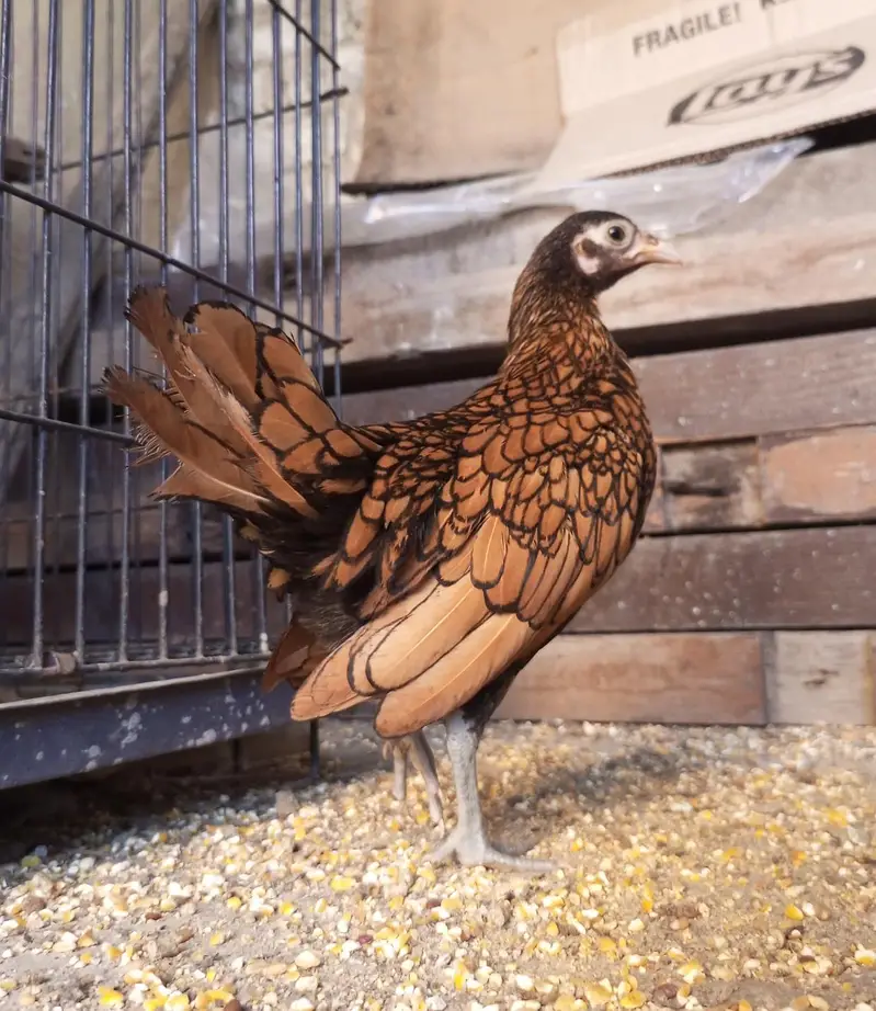 White Bantam Cochin trio | Polish, Silkie, Golden Sebright ( 1 piece) — photo 6