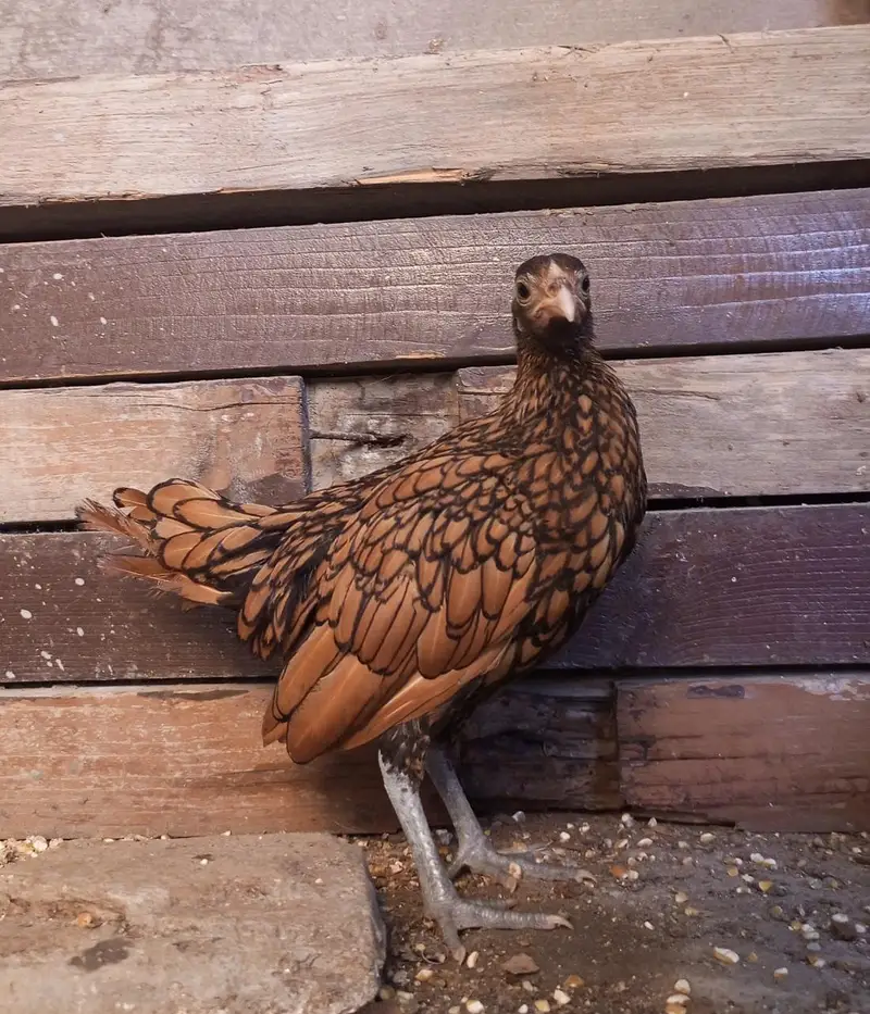 White Bantam Cochin trio | Polish, Silkie, Golden Sebright ( 1 piece) — photo 7