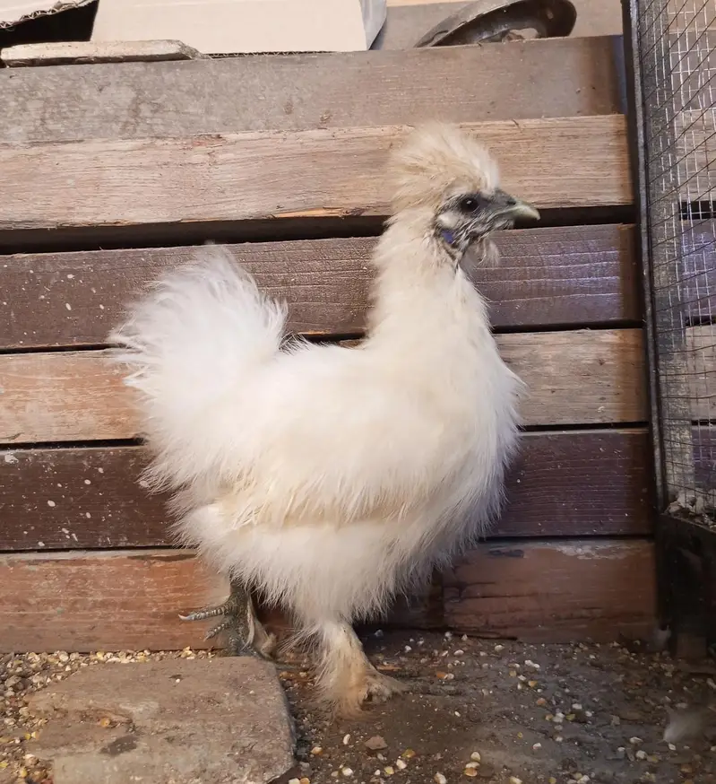 White Bantam Cochin trio | Polish, Silkie, Golden Sebright ( 1 piece) — photo 8