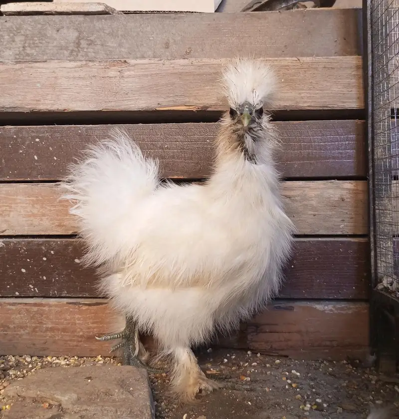 White Bantam Cochin trio | Polish, Silkie, Golden Sebright ( 1 piece) — photo 9
