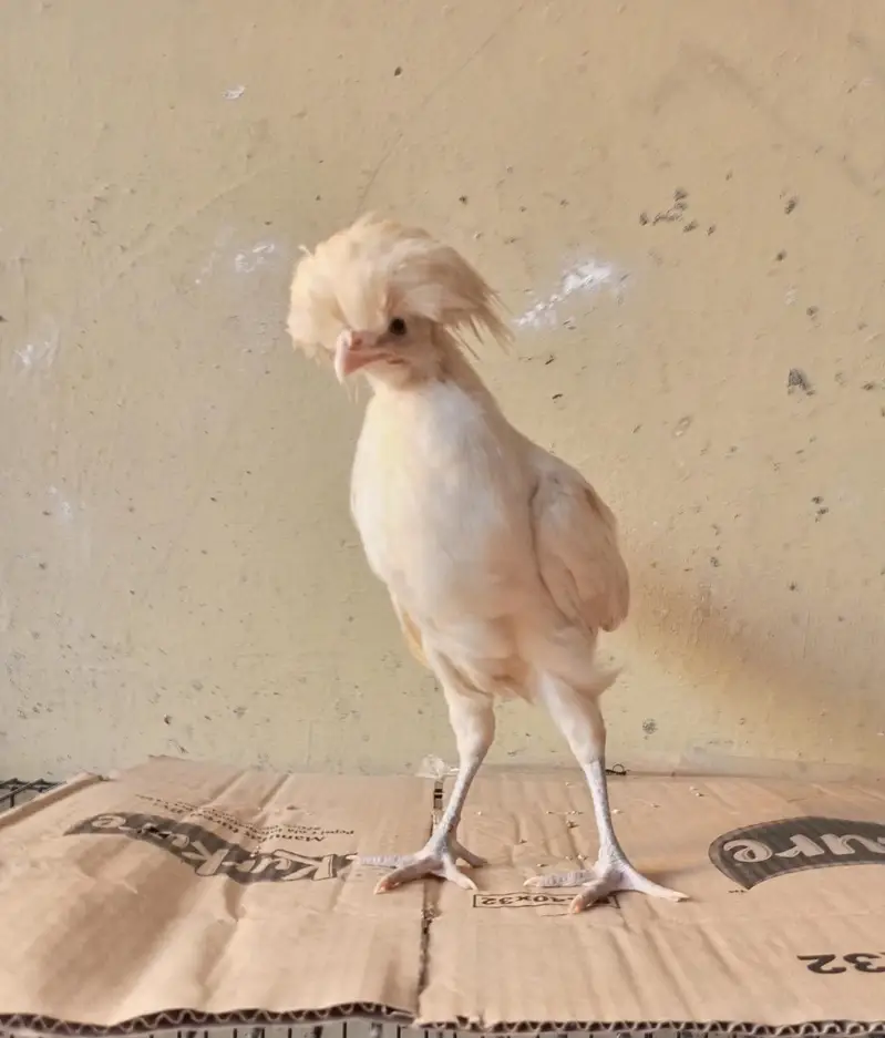 White Bantam Cochin trio | Polish, Silkie, Golden Sebright ( 1 piece) — photo 10