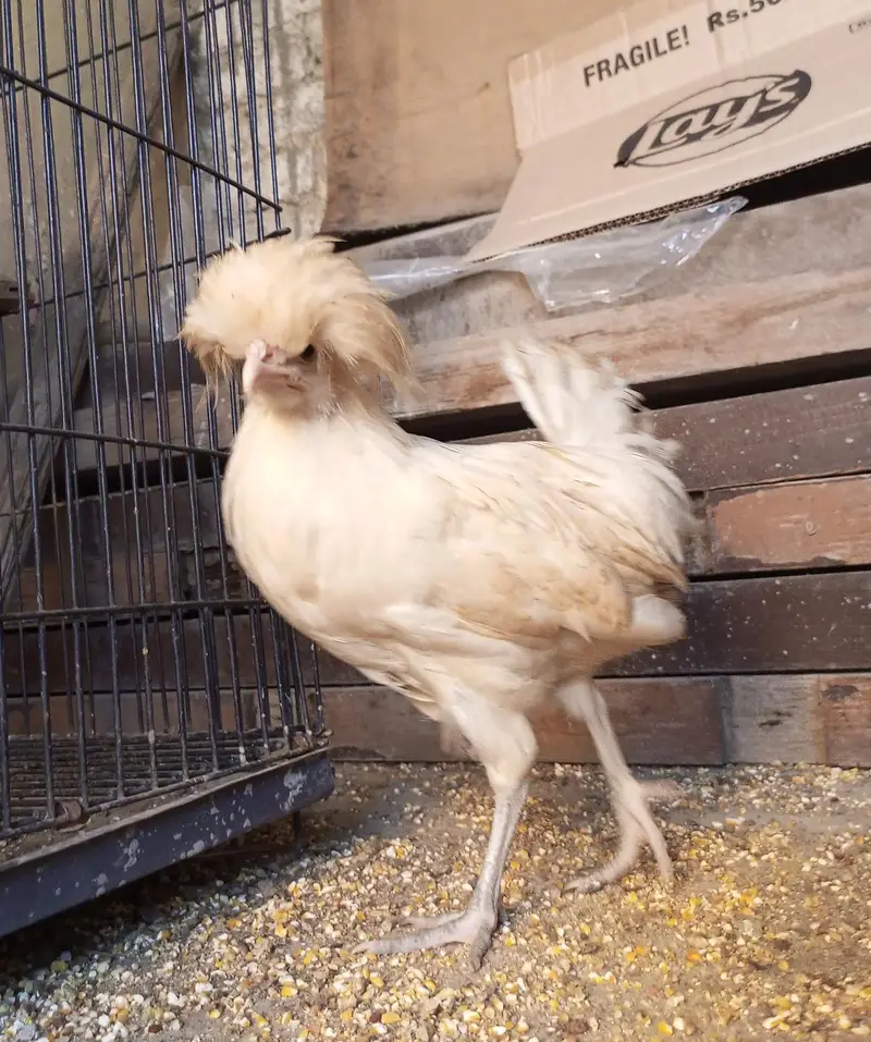 White Bantam Cochin trio | Polish, Silkie, Golden Sebright ( 1 piece) — photo 11