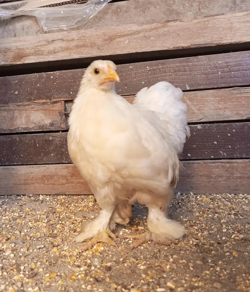 White Bantam Cochin trio | Polish, Silkie, Golden Sebright ( 1 piece) — photo 12