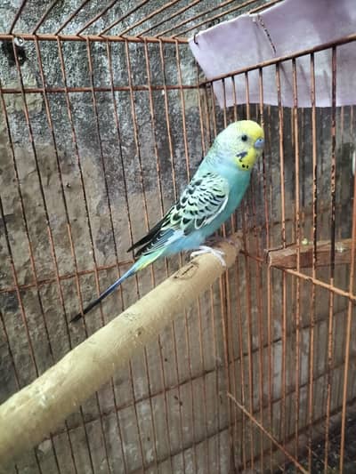 Rainbow Budgies Male