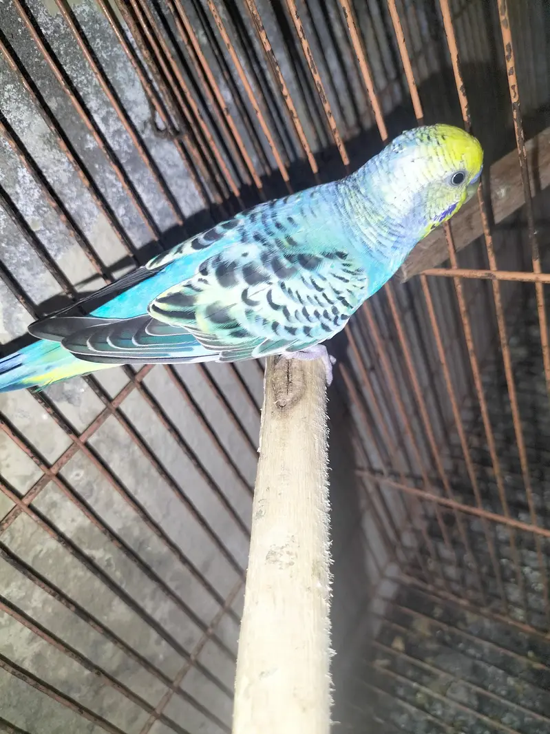 Rainbow Budgies Male — photo 2