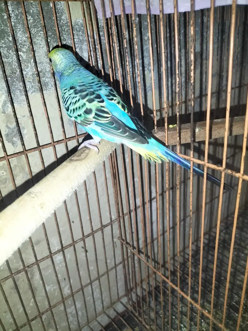 Rainbow Budgies Male — photo 3