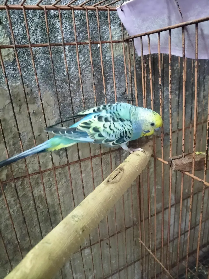 Rainbow Budgies Male — photo 4