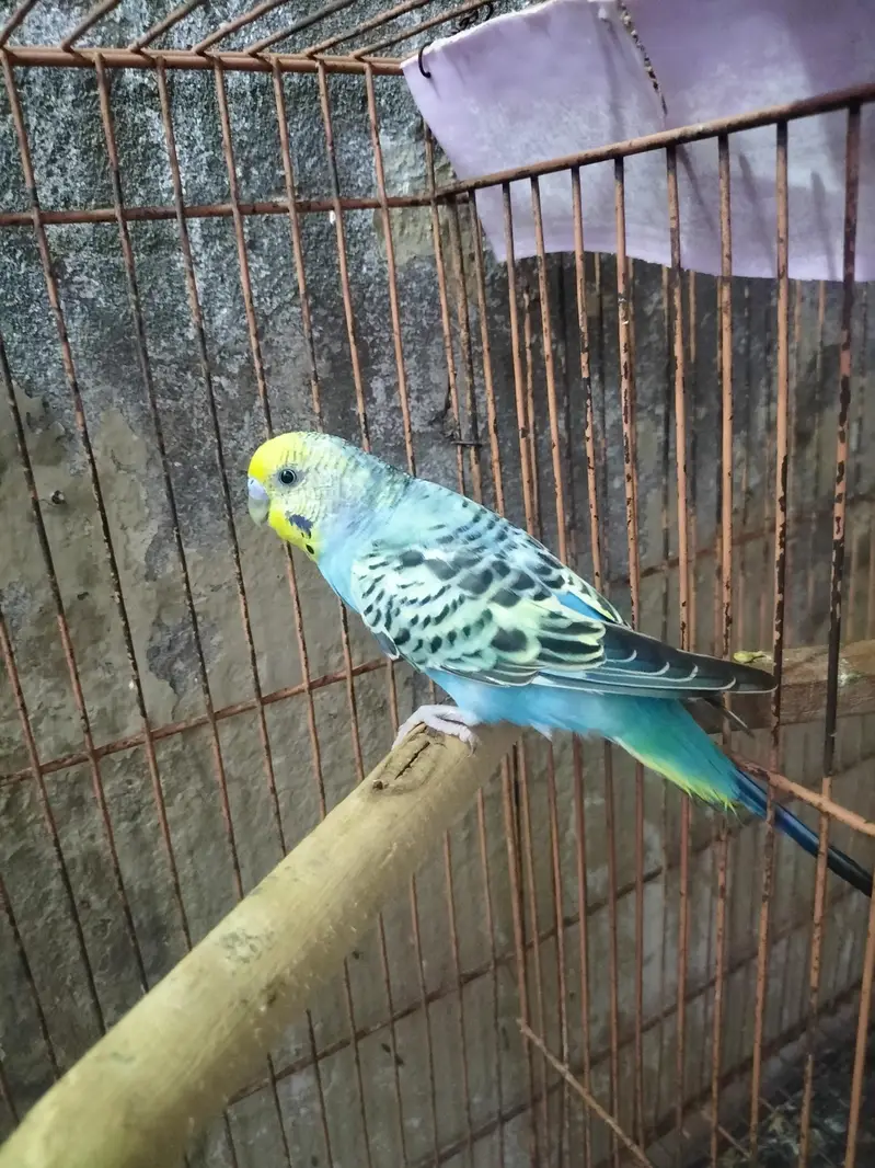 Rainbow Budgies Male — photo 5