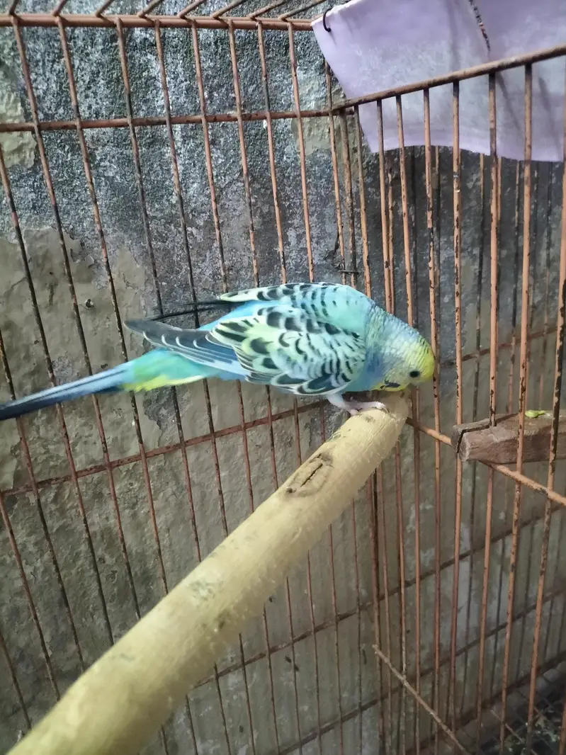 Rainbow Budgies Male — photo 6