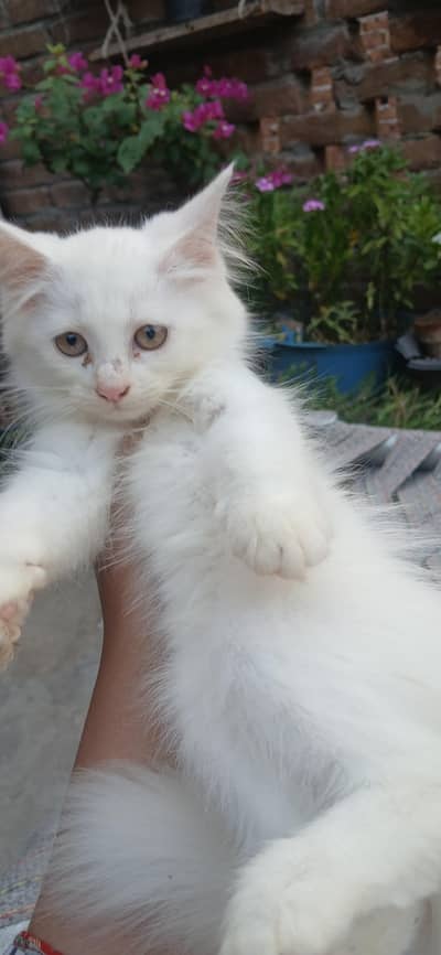 Persian kitten
