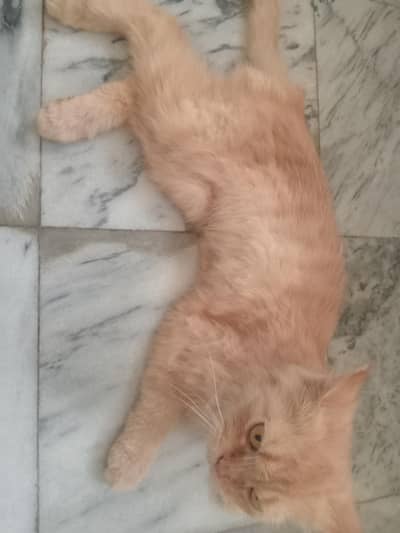 Persian cat