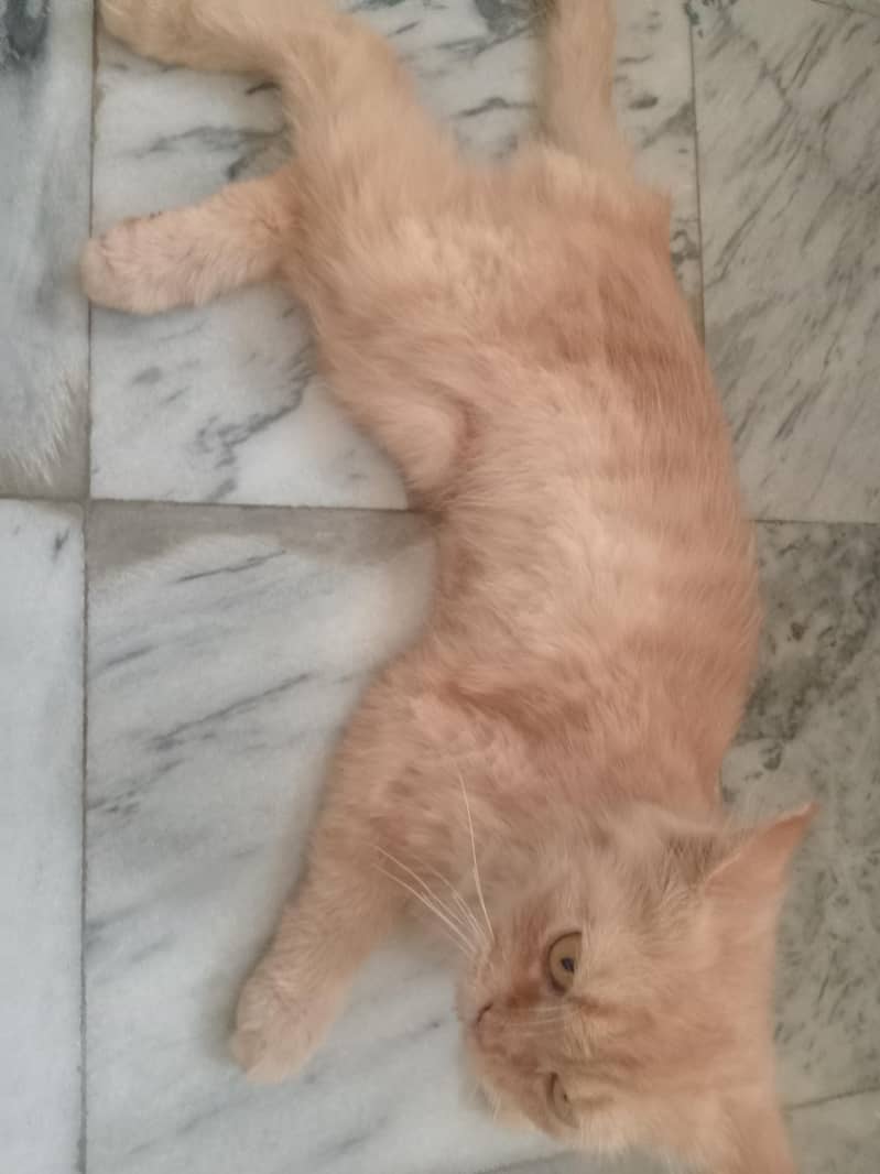 Persian cat 0