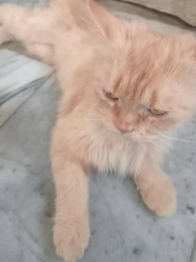 Persian cat 1