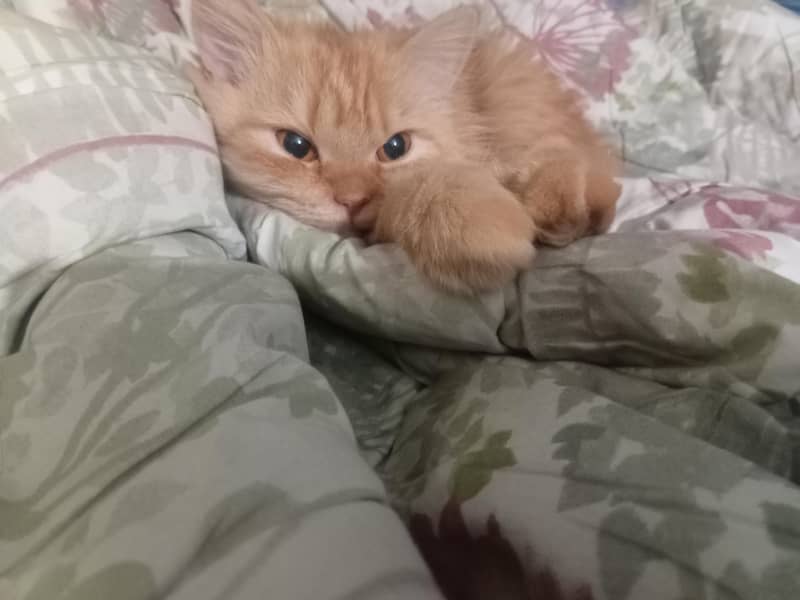 Persian cat 2