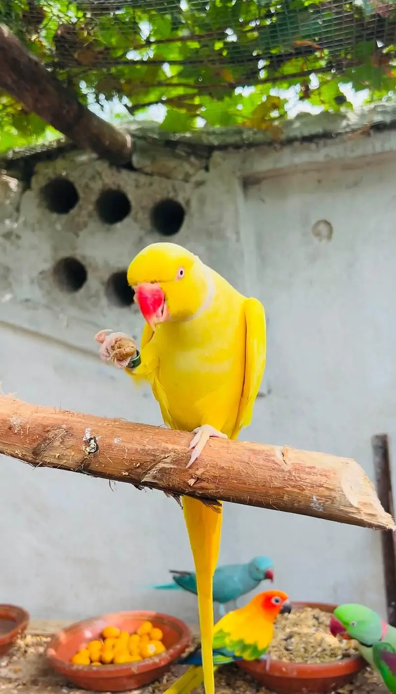 yellow parrot  male — photo 2