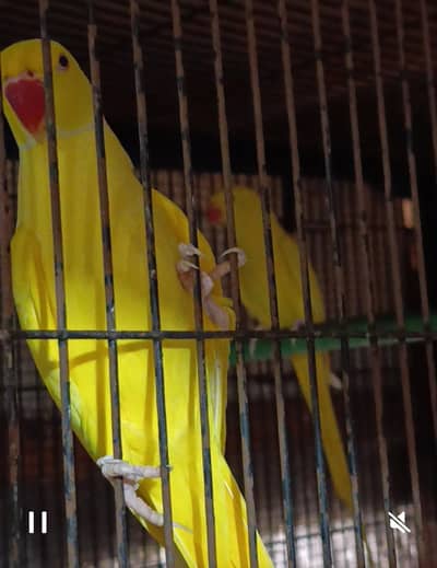Yellow Ringneck