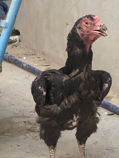Shamoo female mushkaa 03047417469