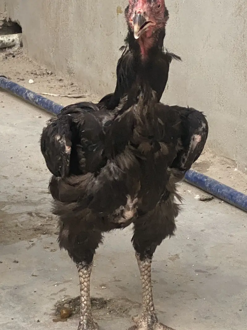 Shamoo female mushkaa 03047417469 — photo 2