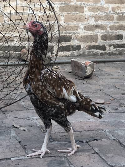 Aseel hen
