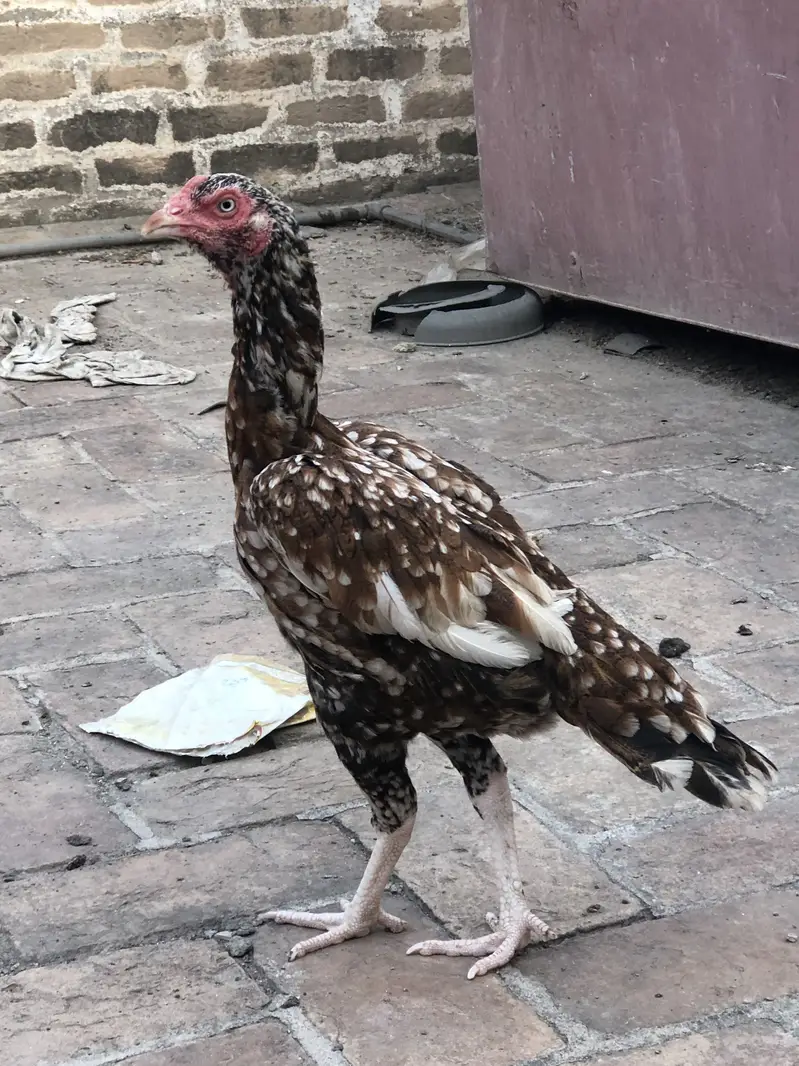 Aseel hen — photo 2