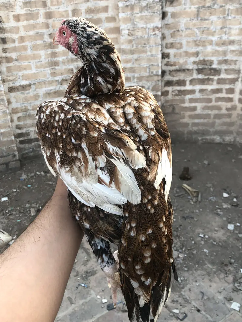 Aseel hen — photo 3