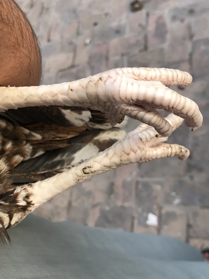 Aseel hen — photo 4