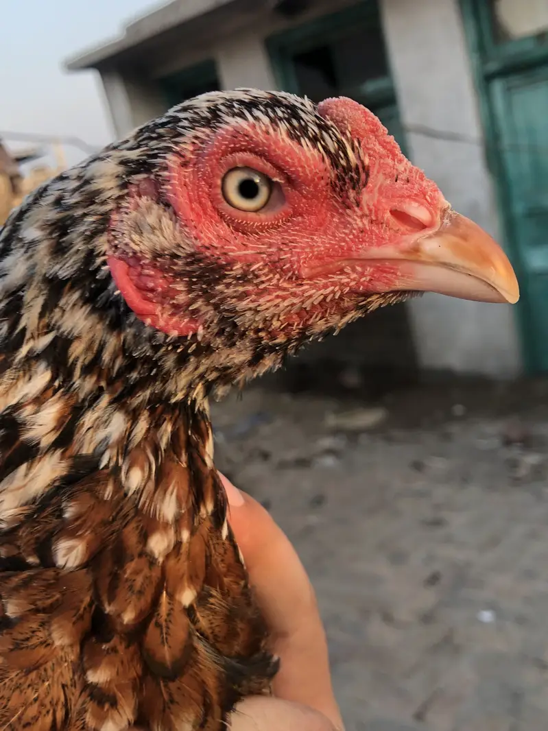 Aseel hen — photo 5