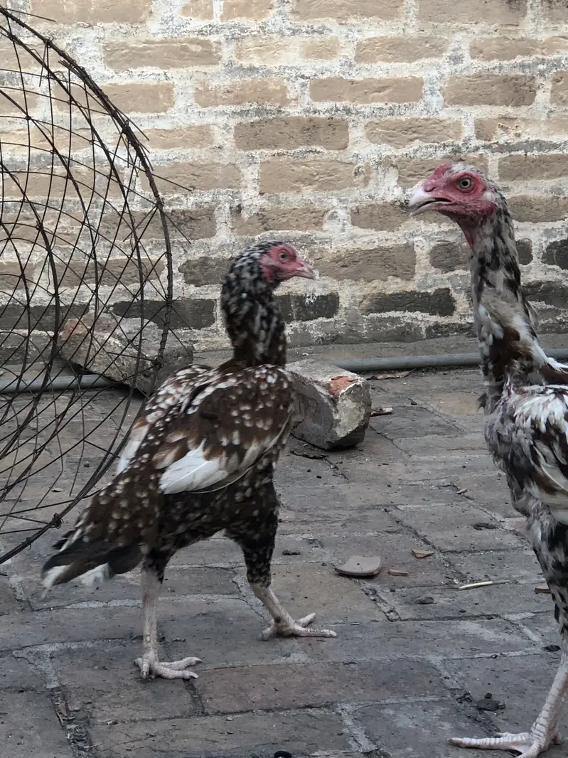 Aseel hen — photo 6