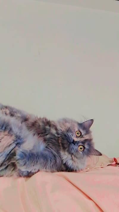Persian female cat for sale