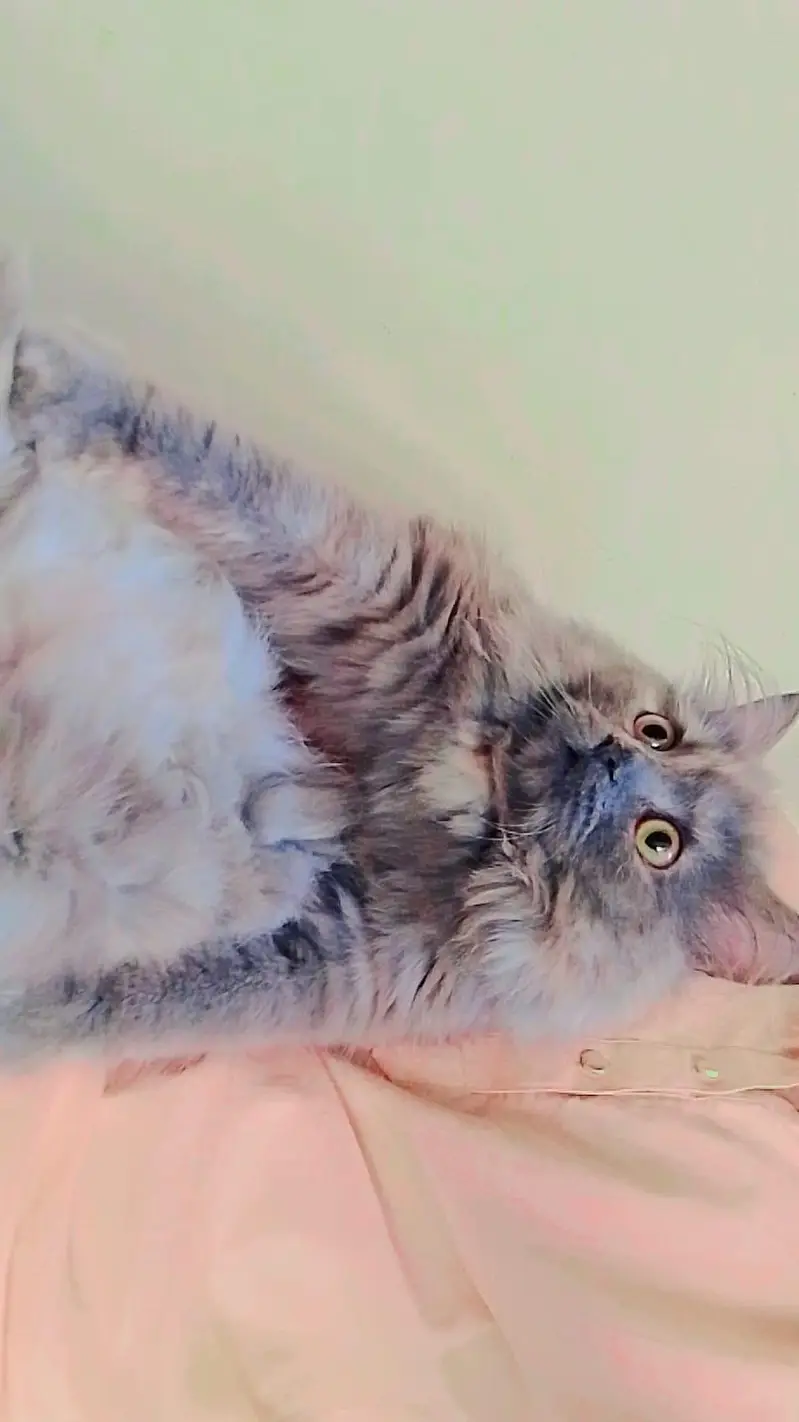 Persian female cat for sale — photo 2