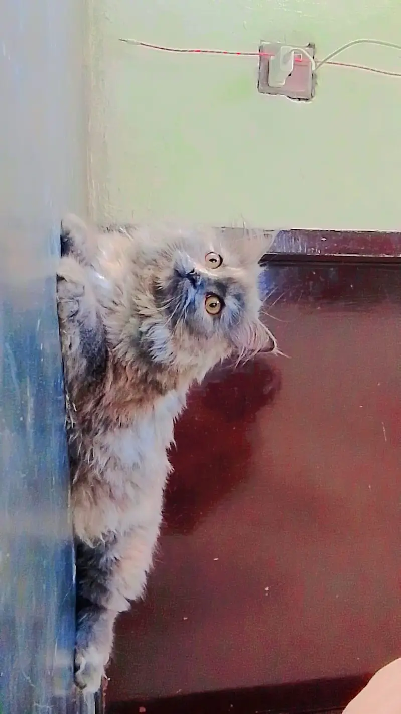 Persian female cat for sale — photo 3