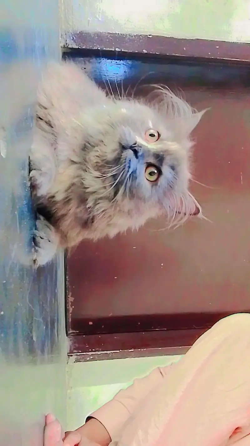 Persian female cat for sale — photo 5