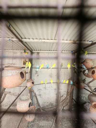 complete setup for sale fix price for all parrots